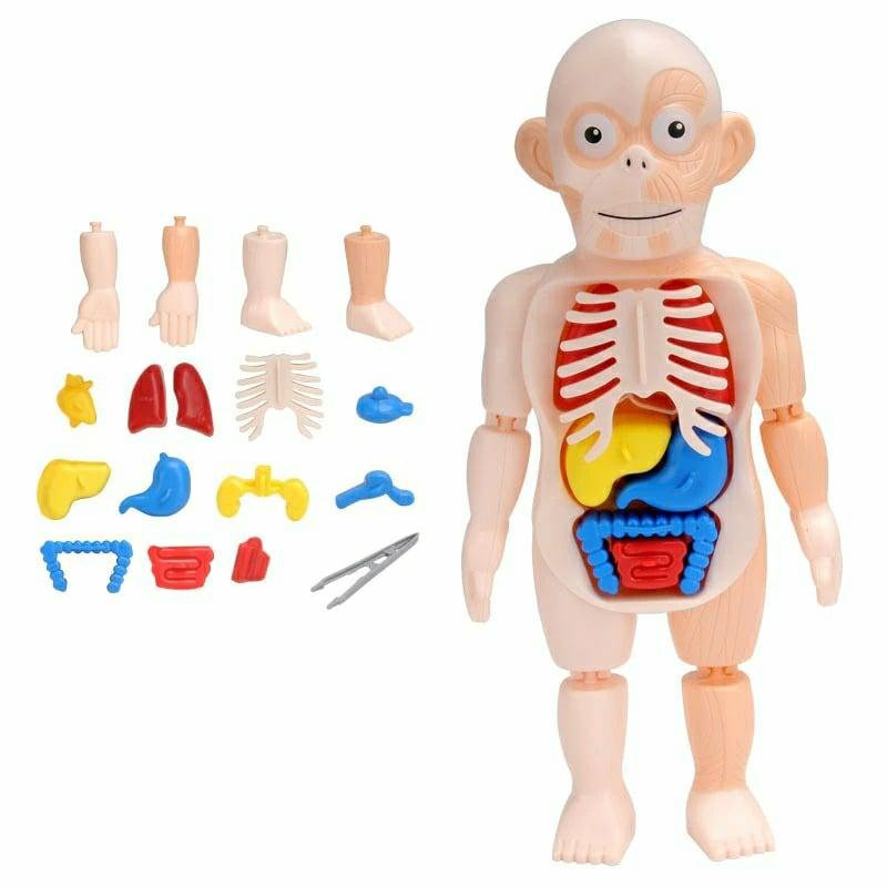 Educational Toys |   Human Body Game Educational Organ Toy Educational Toys Educational Toys