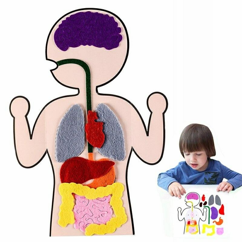 Educational Toys |   Internal Body Organs Kit Simulation – Kids Early Education Body Parts Funny Creative Set Educational Toys Educational Toys